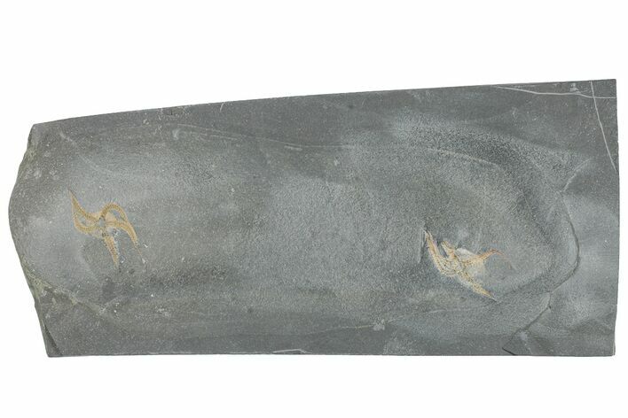 Two Ordovician Brittle Stars (Ophiura) - Morocco #290619